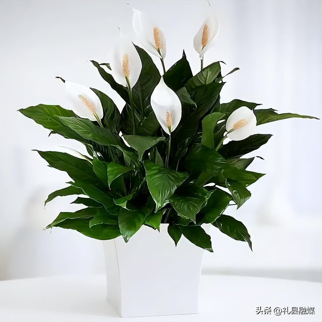 最耐阴的十大漂亮植物(10种最怕太阳暴晒的花)插图1