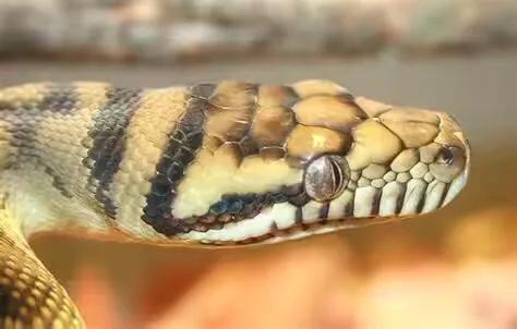 世界十大最出名的蟒蛇(世界上最大的蟒蛇真实视频)插图3