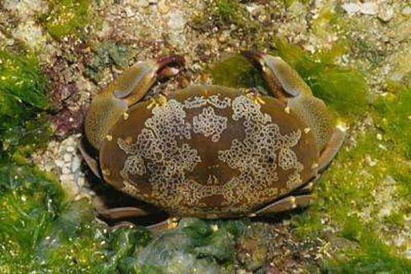 世界十大最毒的螃蟹(毒蟹最强的10种螃蟹)插图5