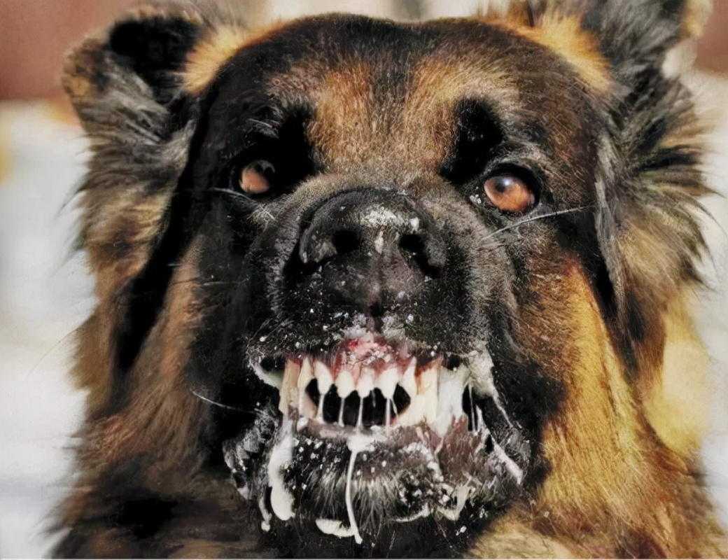 世界上最恐怖的狗图片