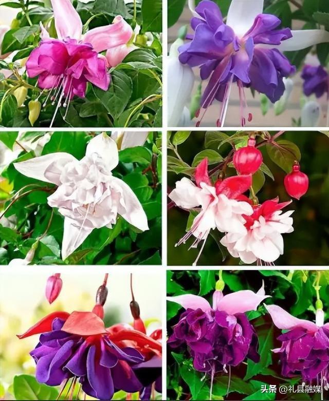 最耐阴的十大漂亮植物(10种最怕太阳暴晒的花)插图10