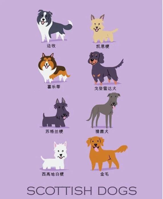 世界名犬品种大全(世界名犬图片大全排行)插图13