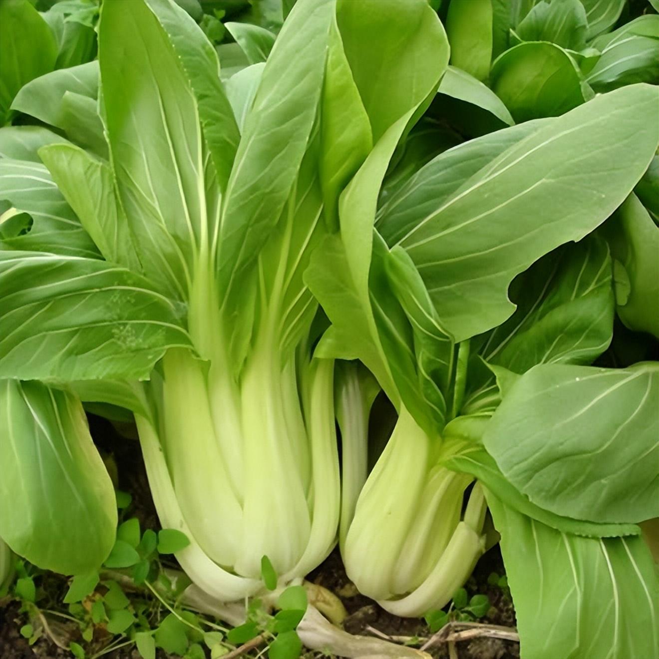十大最适合冷冻的蔬菜(10种好吃营养高的耐寒绿叶菜)插图5