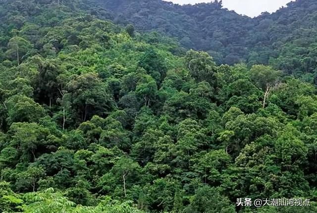 中国最美十大森林排行榜(中国最美自然景观)插图2