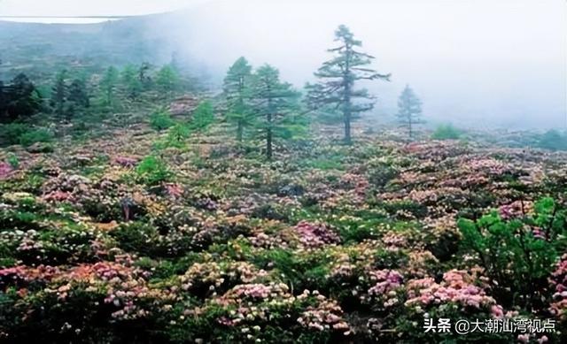 中国最美十大森林排行榜(中国最美自然景观)插图3