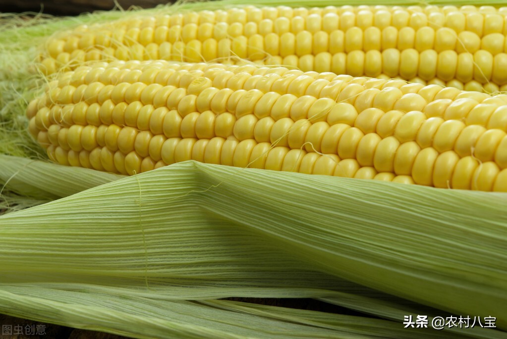 玉米种子排名前10(中国10个最好的高产玉米品种)插图2