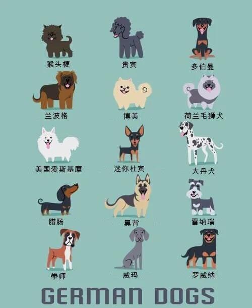 世界名犬品种大全(世界名犬图片大全排行)插图7