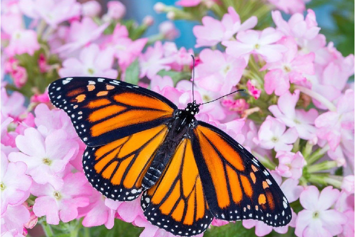 世界上十大最美的蝴蝶(自然界10种美丽的蝴蝶)插图10