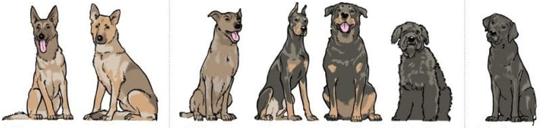 世界十大警犬(史上10大特级军犬)插图1