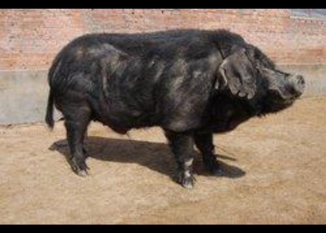 中国十大黑猪品种排名(中国十大本土品种猪)插图