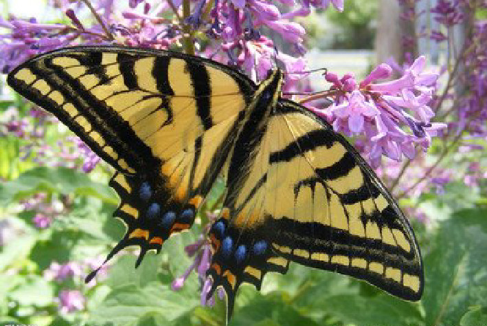 世界上十大最美的蝴蝶(自然界10种美丽的蝴蝶)插图3