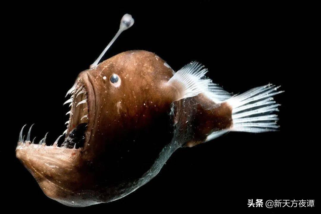世界上十大最危险鱼(10种对人类最危险的鱼类)插图4