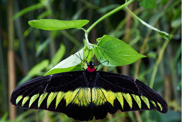 世界上十大最美的蝴蝶(自然界10种美丽的蝴蝶)插图2
