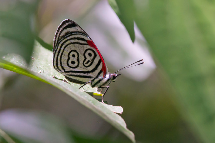 世界上十大最美的蝴蝶(自然界10种美丽的蝴蝶)插图6