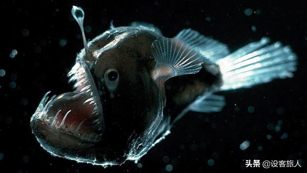 海洋最深处的生物有哪些(深海处十大可怕的生物盘点)插图3