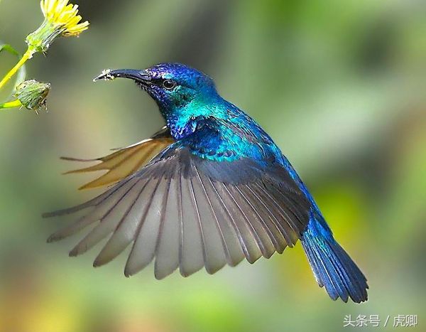 世界上最美的鸟 十种图片
