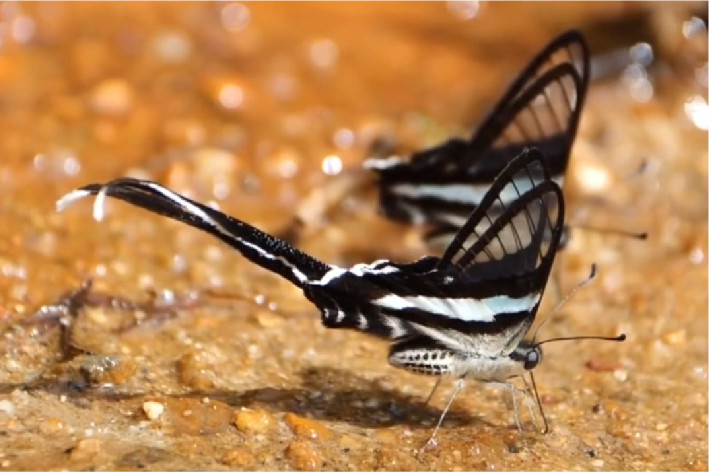 世界上十大最美的蝴蝶(自然界10种美丽的蝴蝶)插图1