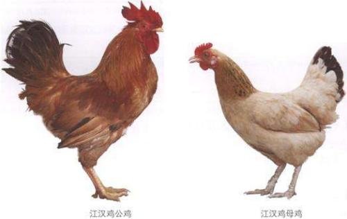 中国十大名鸡排名榜(最好吃的十个品种的鸡)插图3