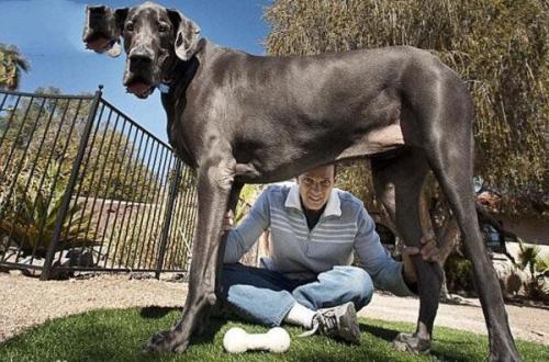 十大巨型犬排行(世界大型名犬品种大全及图片)插图9